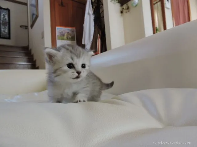 ID：1605-00355の子猫