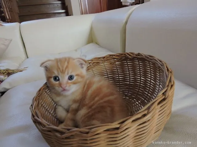 ID：1607-00883の子猫