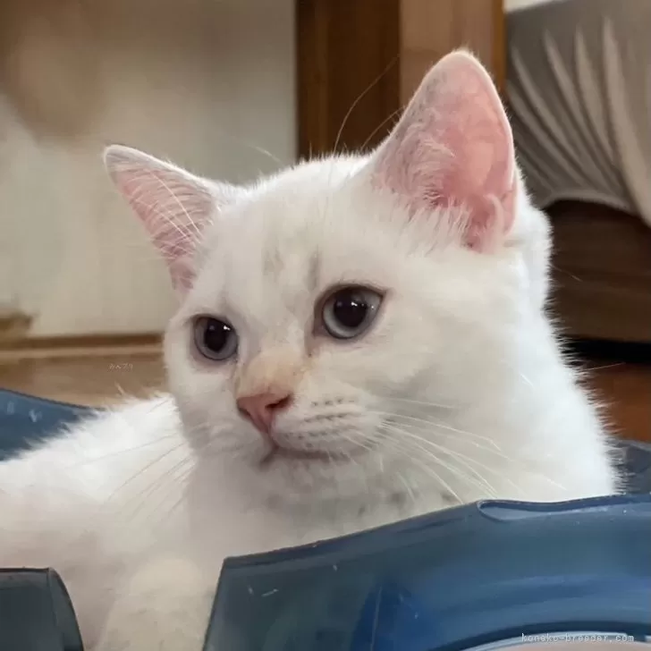 ID:2406-03720の子猫