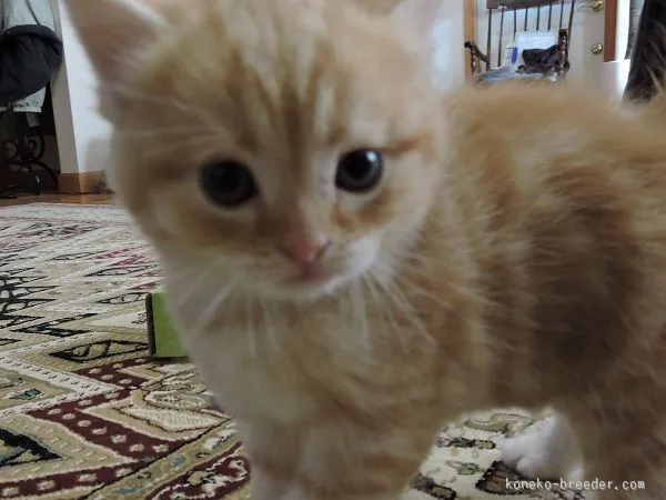 ゆずパパ 様のお迎えした子猫