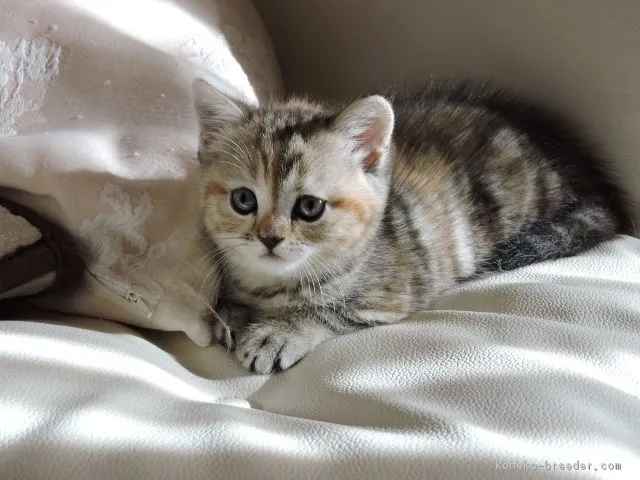 ID：1612-00581の子猫