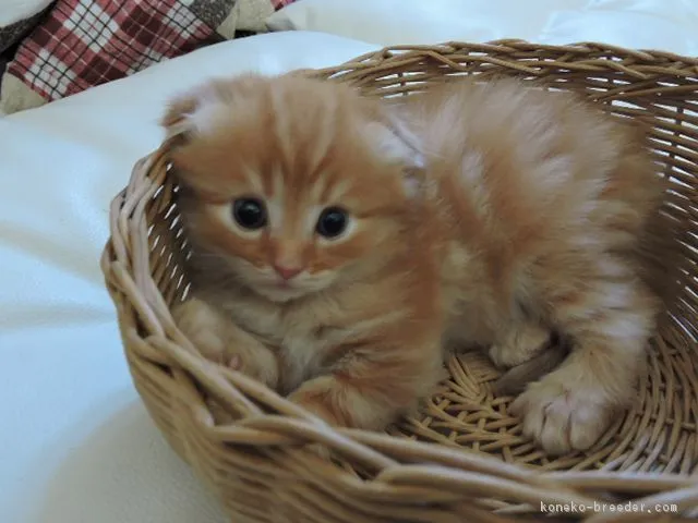 ミニコタ 様のお迎えした子猫