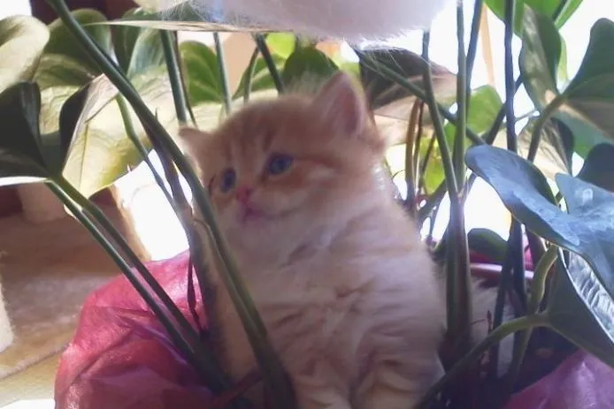 ID：1504-00468の子猫