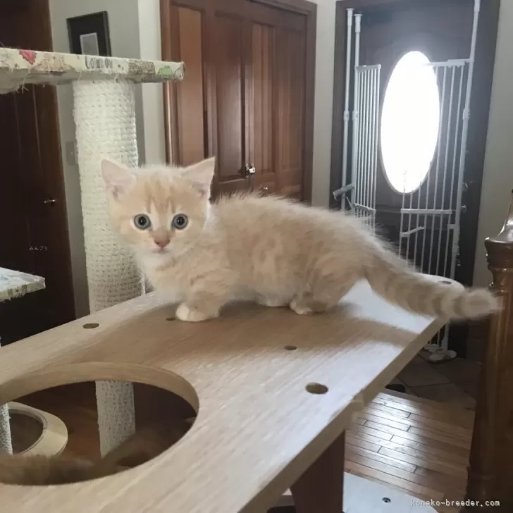 ID:2410-02952の子猫