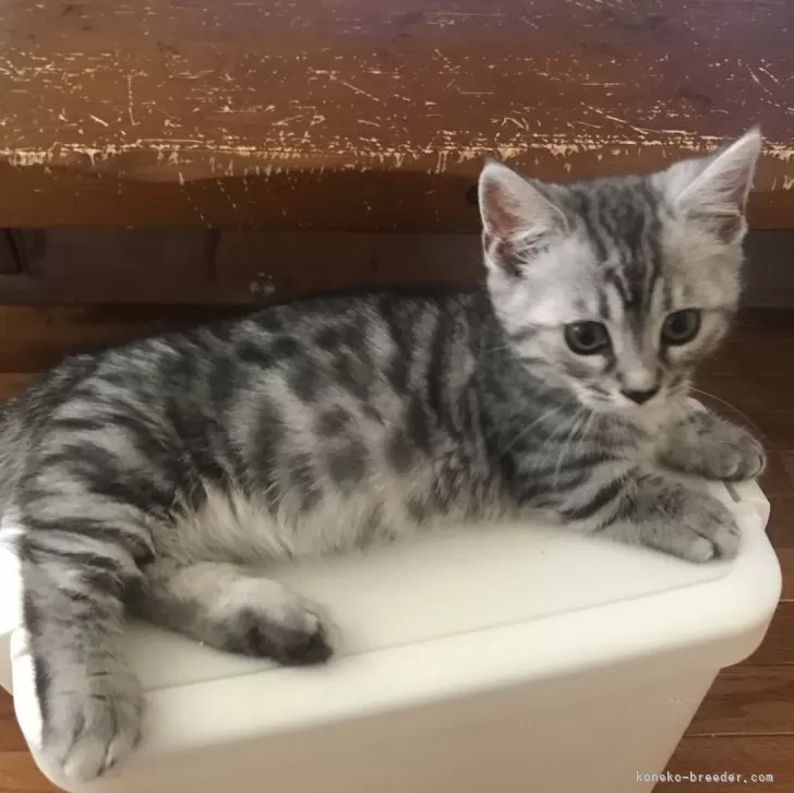 ID:2404-03489の子猫