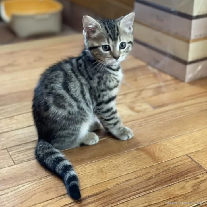 ID：2303-01941の子猫