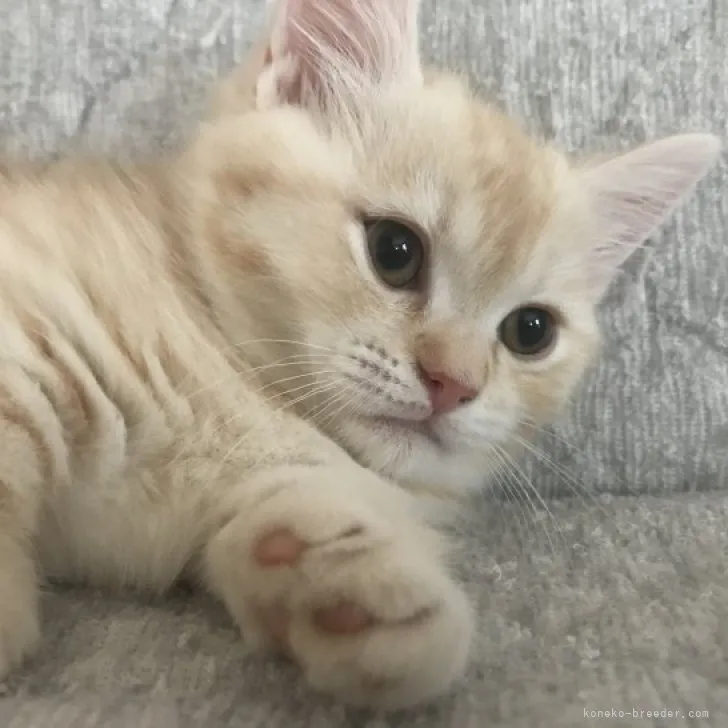 ID:2303-02325の子猫