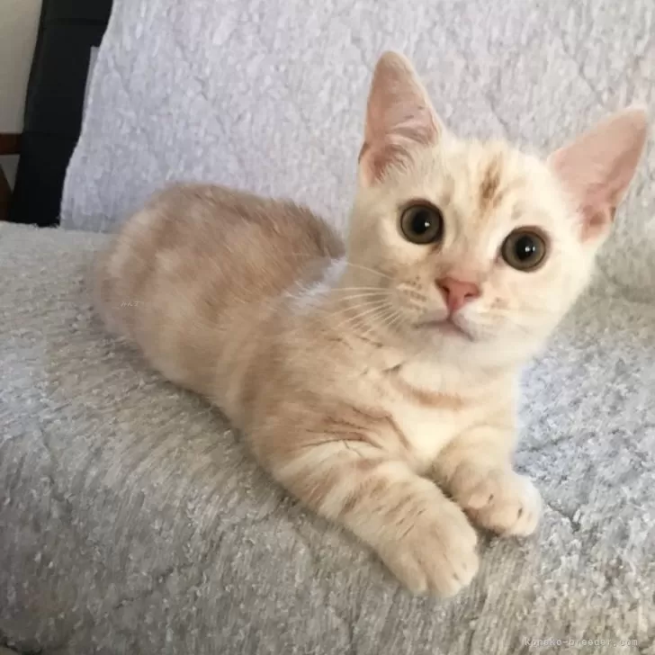 ID：2409-02427の子猫