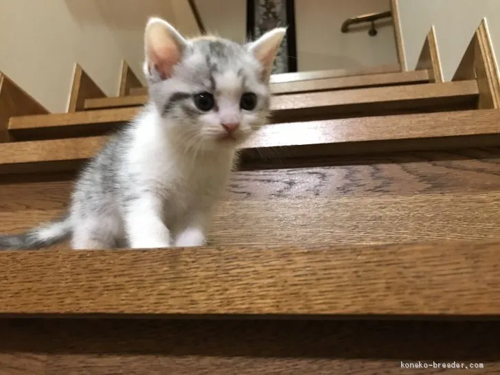 ID:2011-00865の子猫