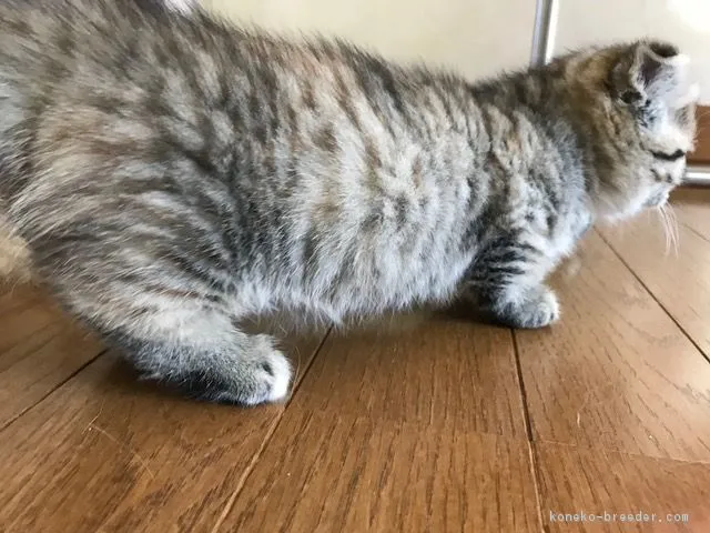 ID:1802-00492の子猫