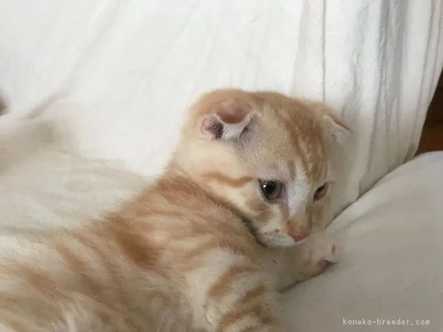 ID：1810-01301の子猫