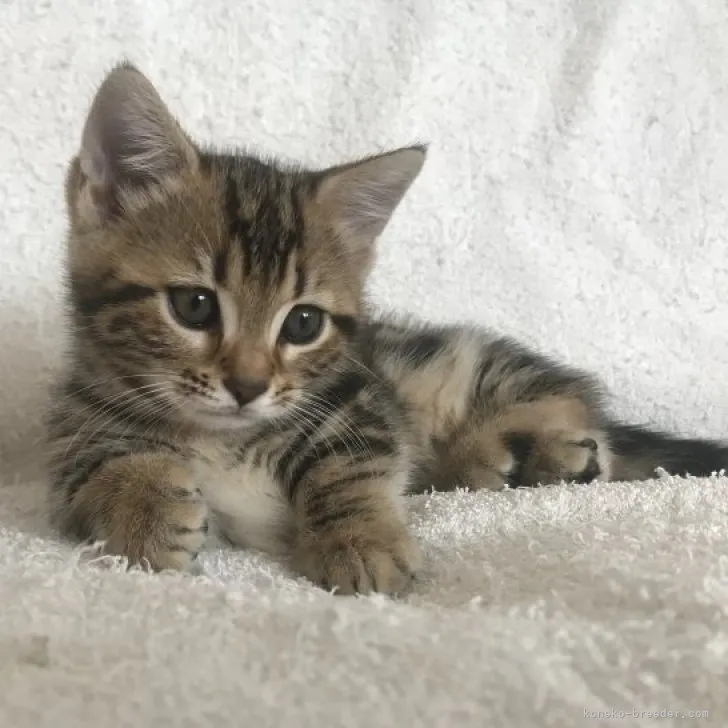 ID:2310-01608の子猫