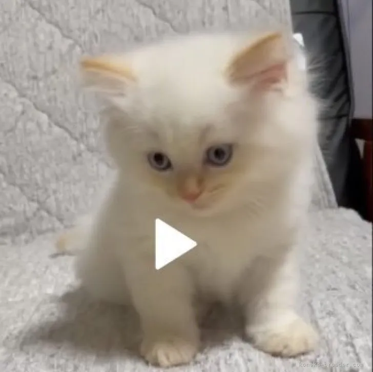 ID:2310-00999の子猫