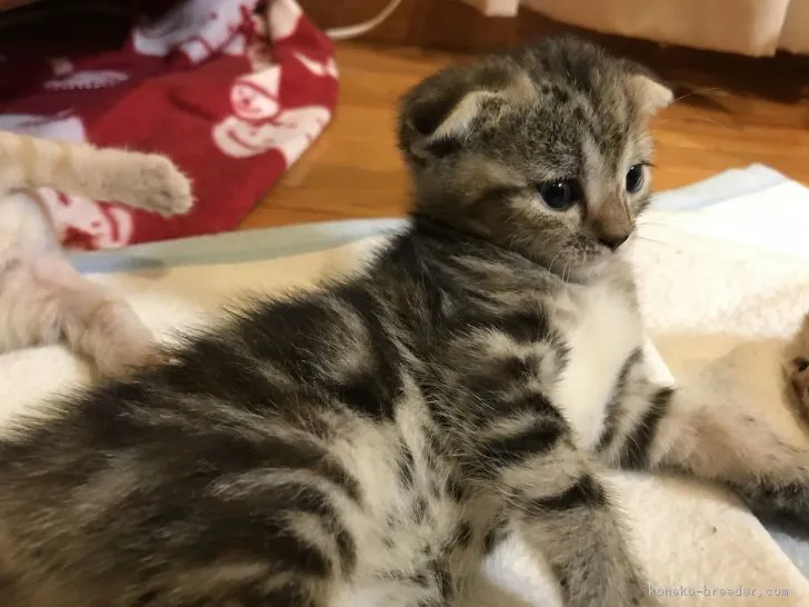 ID：1708-01160の子猫