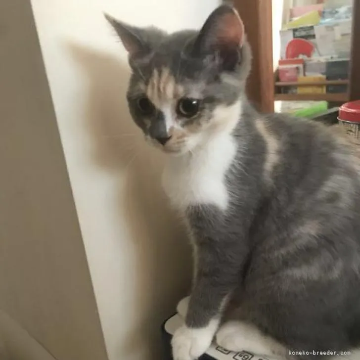 ID:2205-01260の子猫