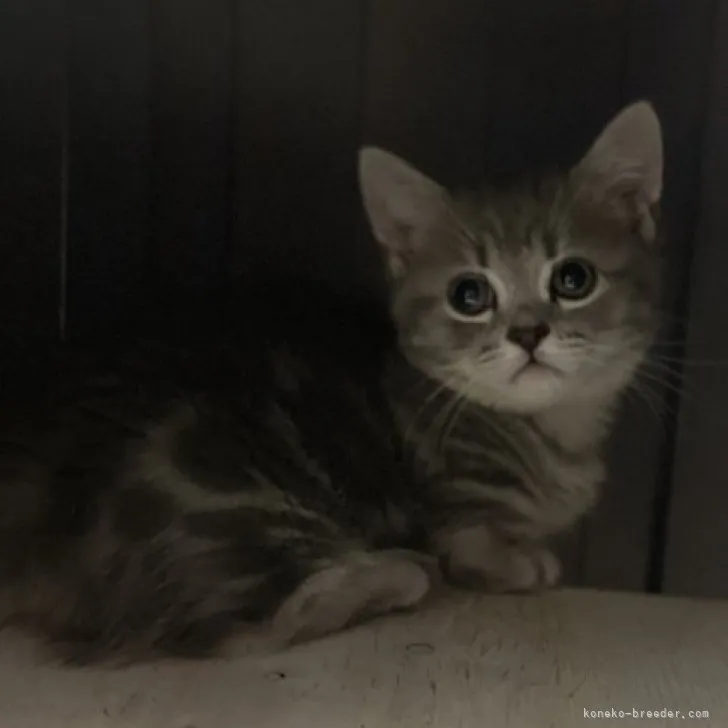 ID：2307-01715の子猫