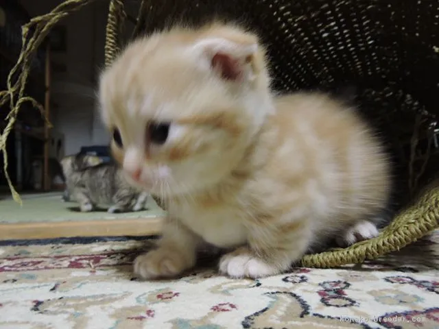ID：1604-00022の子猫