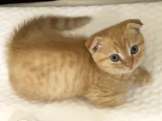 ID：1610-00863の子猫