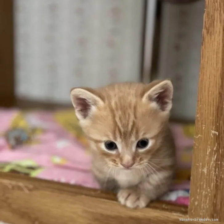 ID:2303-02287の子猫