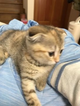 マンチカン【東京都・女の子・2017年2月28日・シルバーマッカレルパッチドタビー（ショート）】の写真「タレ耳のお茶目さん。ママはチャンピョン猫です。」