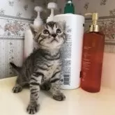 ジェネッタ【東京都・女の子・2023年12月24日・ブラウンスポテッドタビー】の写真1