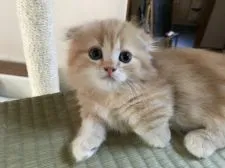 マンチカン【東京都・男の子・2017年2月28日・カメオタビー】の写真2