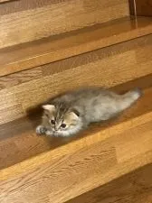 マンチカン(短足)【東京都・女の子・2018年5月22日・シェーデッド トーティーシェル】の写真2「７・１８」