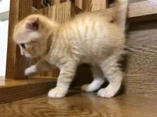 マンチカン【東京都・男の子・2017年7月25日・カメオマッカレルタビー】の写真3