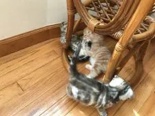 マンチカン【東京都・男の子・2017年7月25日・カメオタビー】の写真5「みんなで自由に遊んでいます。」