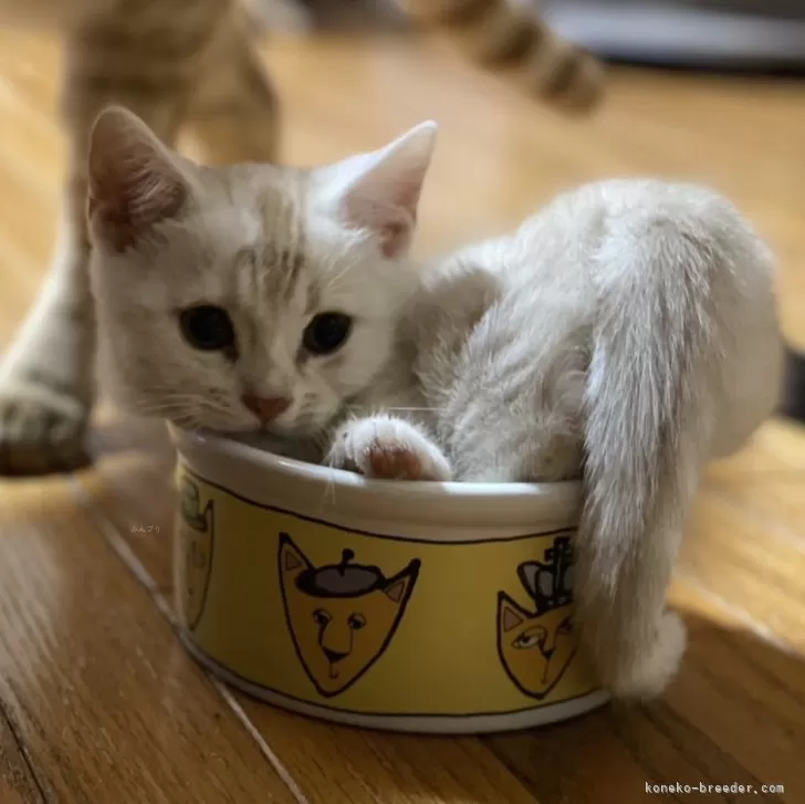 仙台の古墳 様のお迎えした子猫
