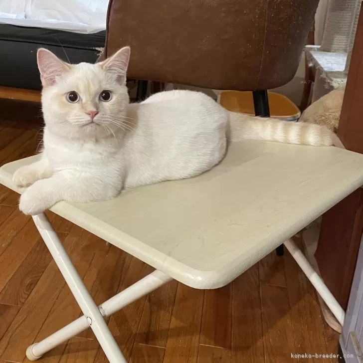 マンチカン(短足)【東京都・男の子・2025年5月18日・クリームポイント】の写真1