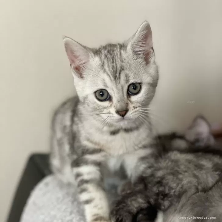 ID：2501-00020の子猫