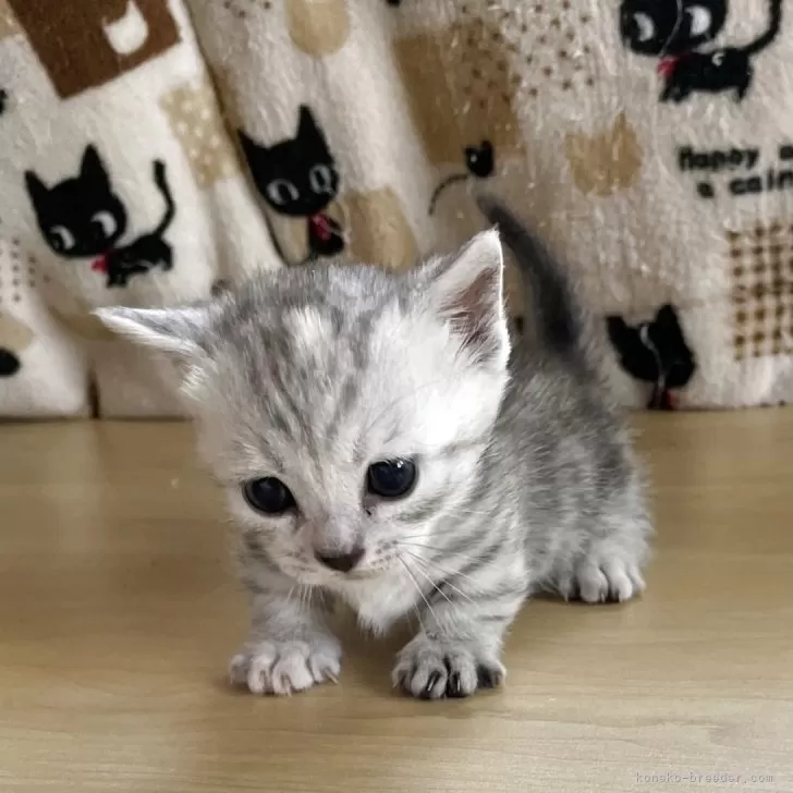 ID:2505-00576の子猫