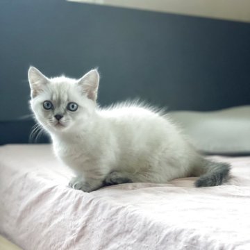 マンチカン(短足)【東京都・女の子・2025年5月18日・ブルーポイント】の写真「ブルーアイのおんなの子」