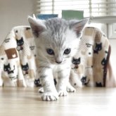 ジェネッタ