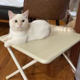 マンチカン(短足)