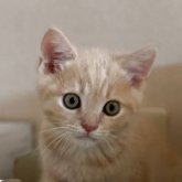 マンチカン(長足)