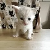 ジェネッタ
