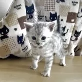 ジェネッタ