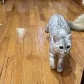 ジェネッタ【東京都・女の子・2025年7月29日・シルバースポテッドタビー】の写真5