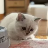 マンチカン(短足)【東京都・女の子・2025年11月7日・トーティースモークポイント&ホワイト】の写真7