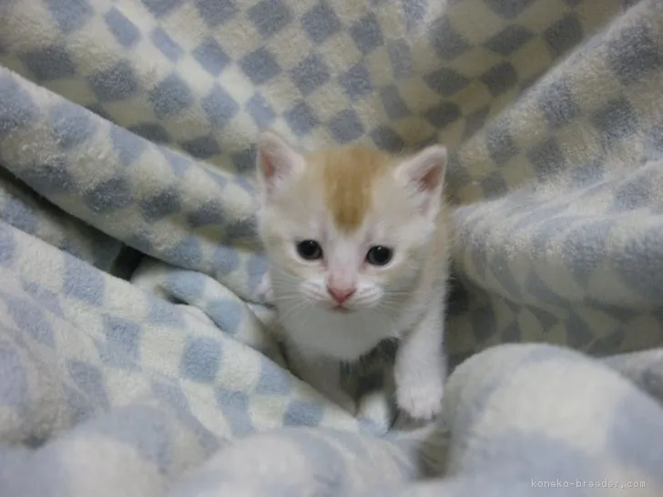 ID:1611-00928の子猫