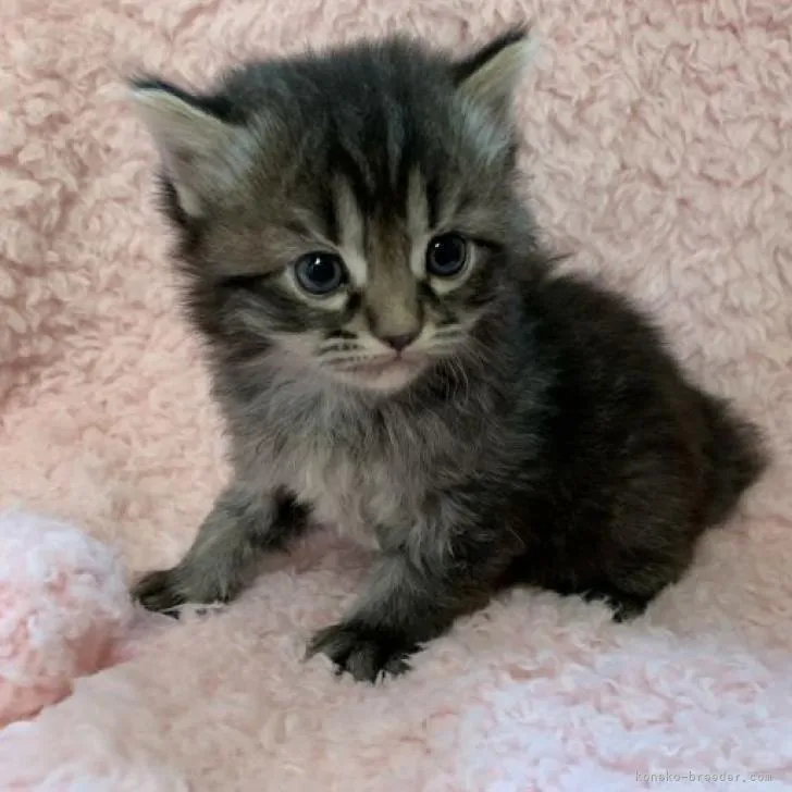 みいすけまま 様のお迎えした子猫