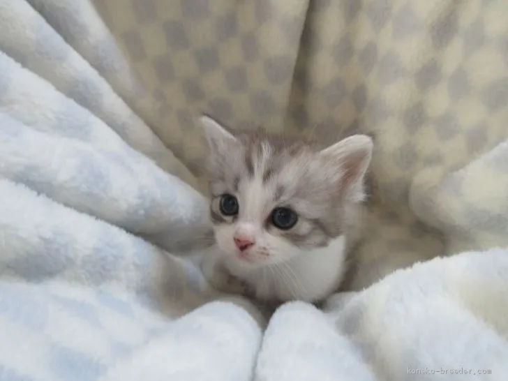 ID:1905-01258の子猫