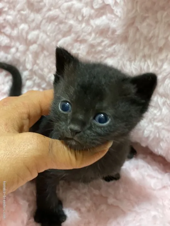ID:2005-02052の子猫