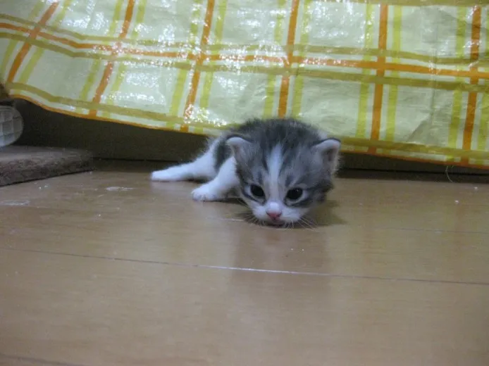 ID：1303-00153の子猫