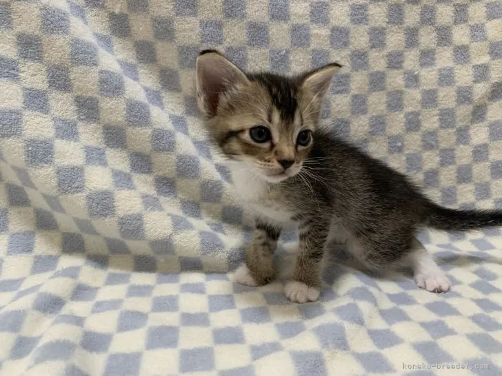ID:2108-00312の子猫