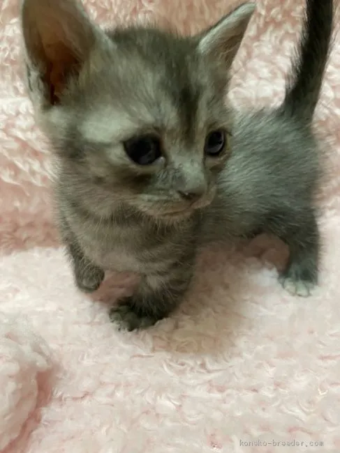 ID:2008-00038の子猫