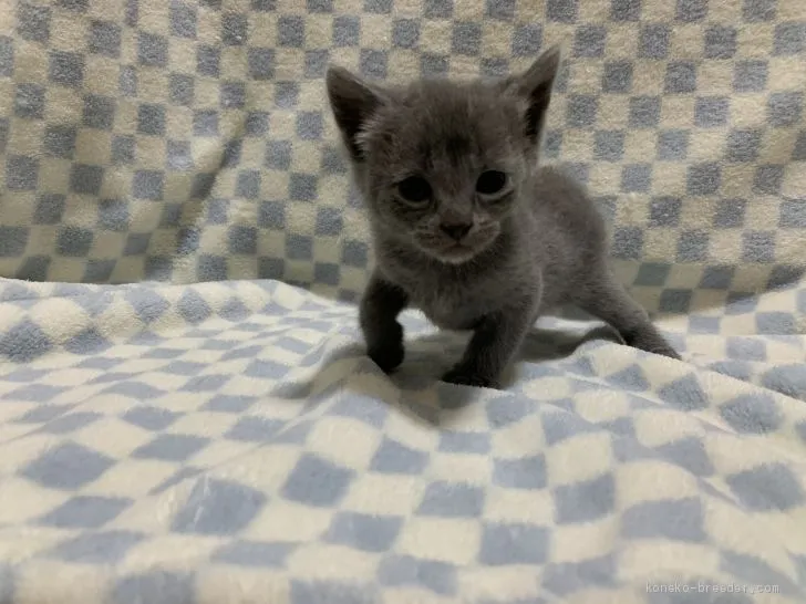 ID：2005-02526の子猫