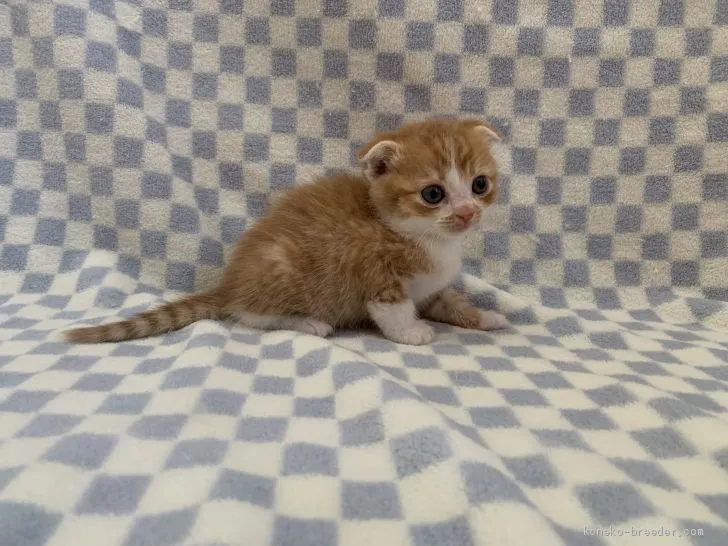 ID：2003-00926の子猫